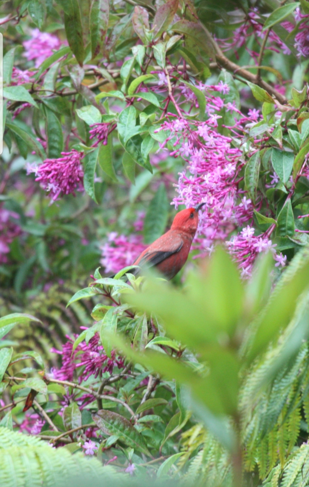 99-7814 Kapoha Place Volcano, HI 96785 - Photo 26 of 30