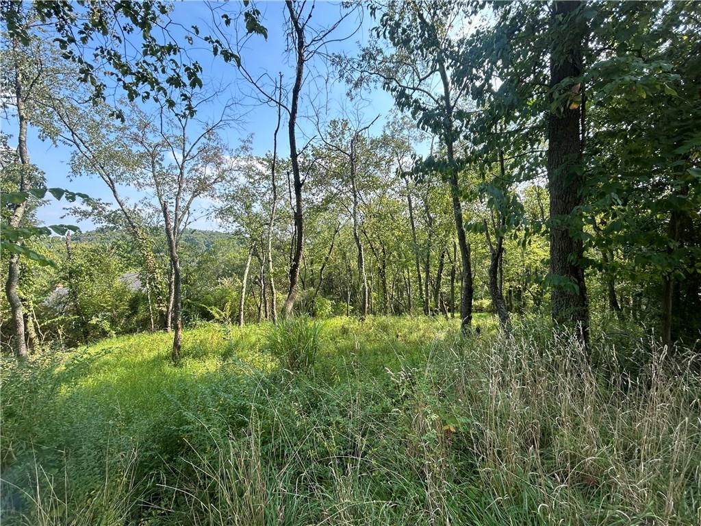 a view of lush green forest