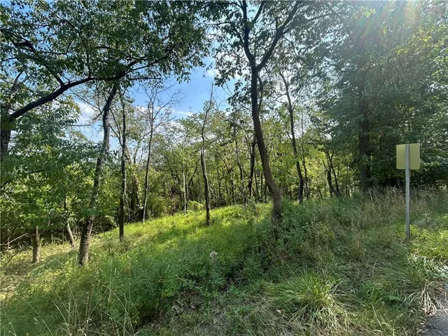a view of a lush green forest