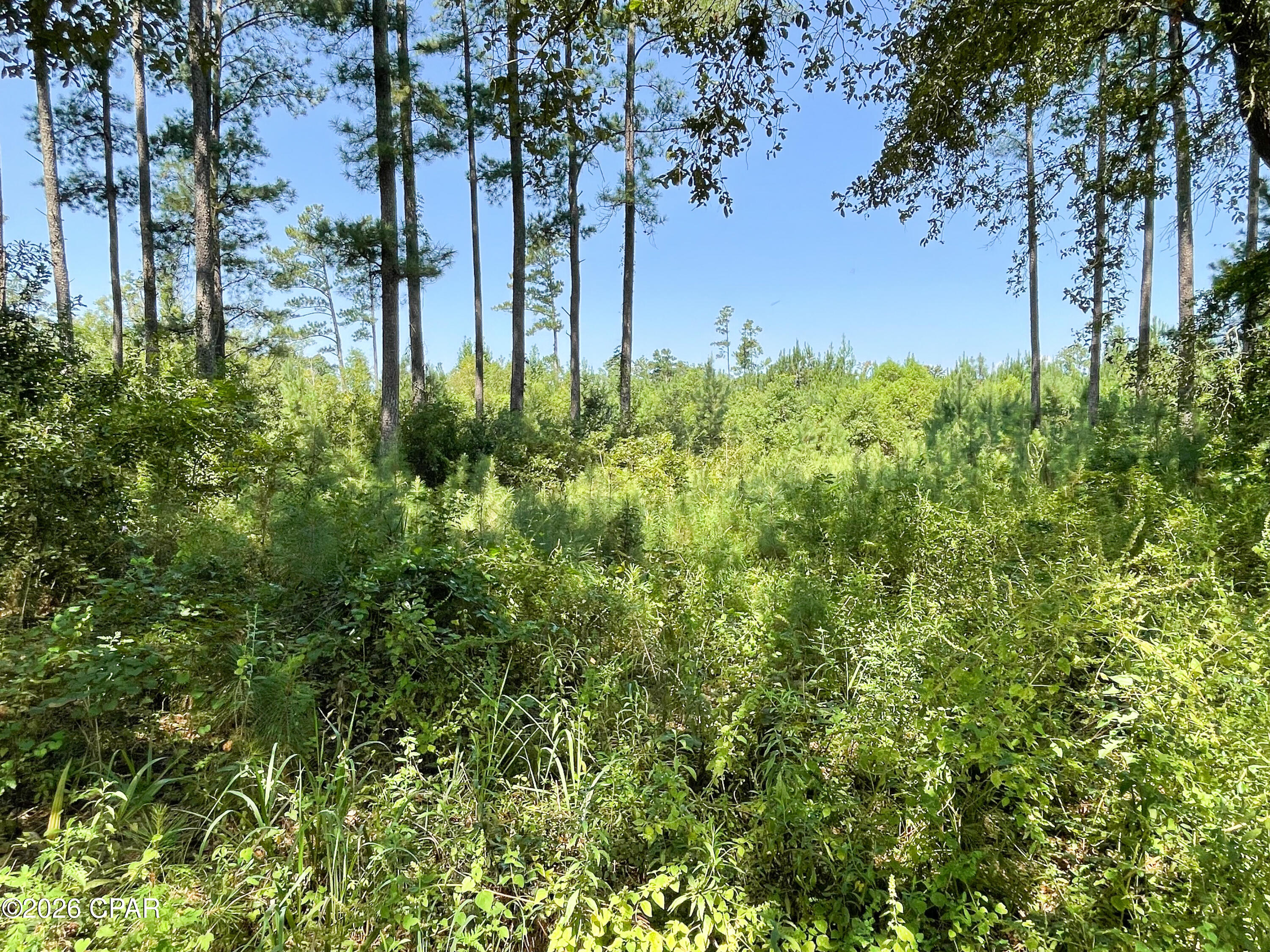 0 Canary Road Graceville, FL 32440 - Photo 11 of 15 Gallery Image 11