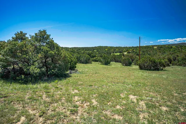 a view of a garden with a tree