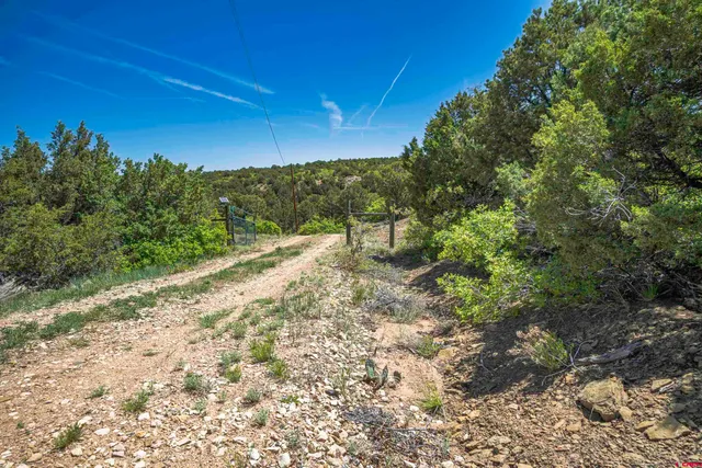 a view of a yard with a tree