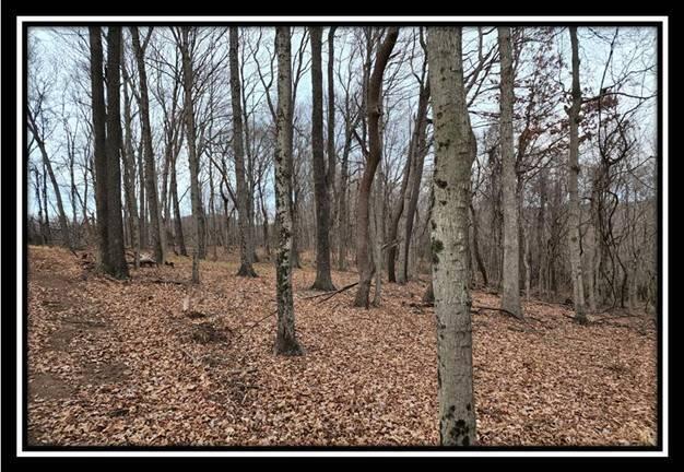 0 Black Run Road, Unit TRACT 8) Chillicothe, OH 45601 - Photo 12 of 47 image012