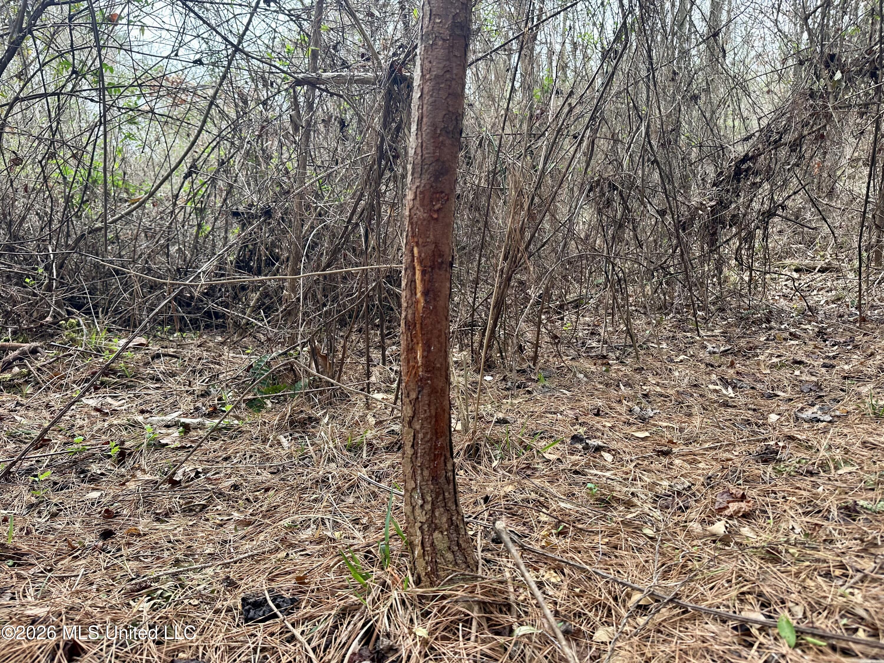 Northwest Bouie Mill Road Northwest Brookhaven, MS 39601 - Photo 4 of 9 Photo Mar 04 2026, 9 47 58 AM
