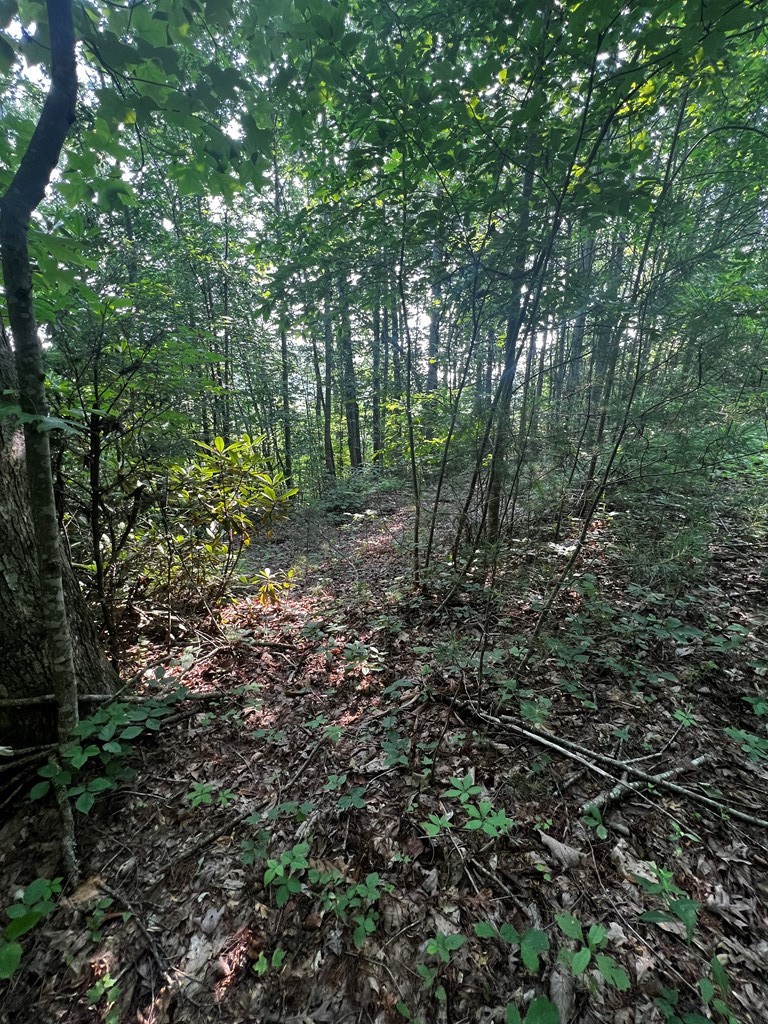 0 Raven Branch Road Del Rio, TN 37727 - Photo 14 of 29