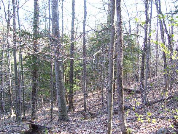 Lot 18 Johnson Hill Road Chester, MA 01011 - Photo 3 of 7 Gallery Image 3