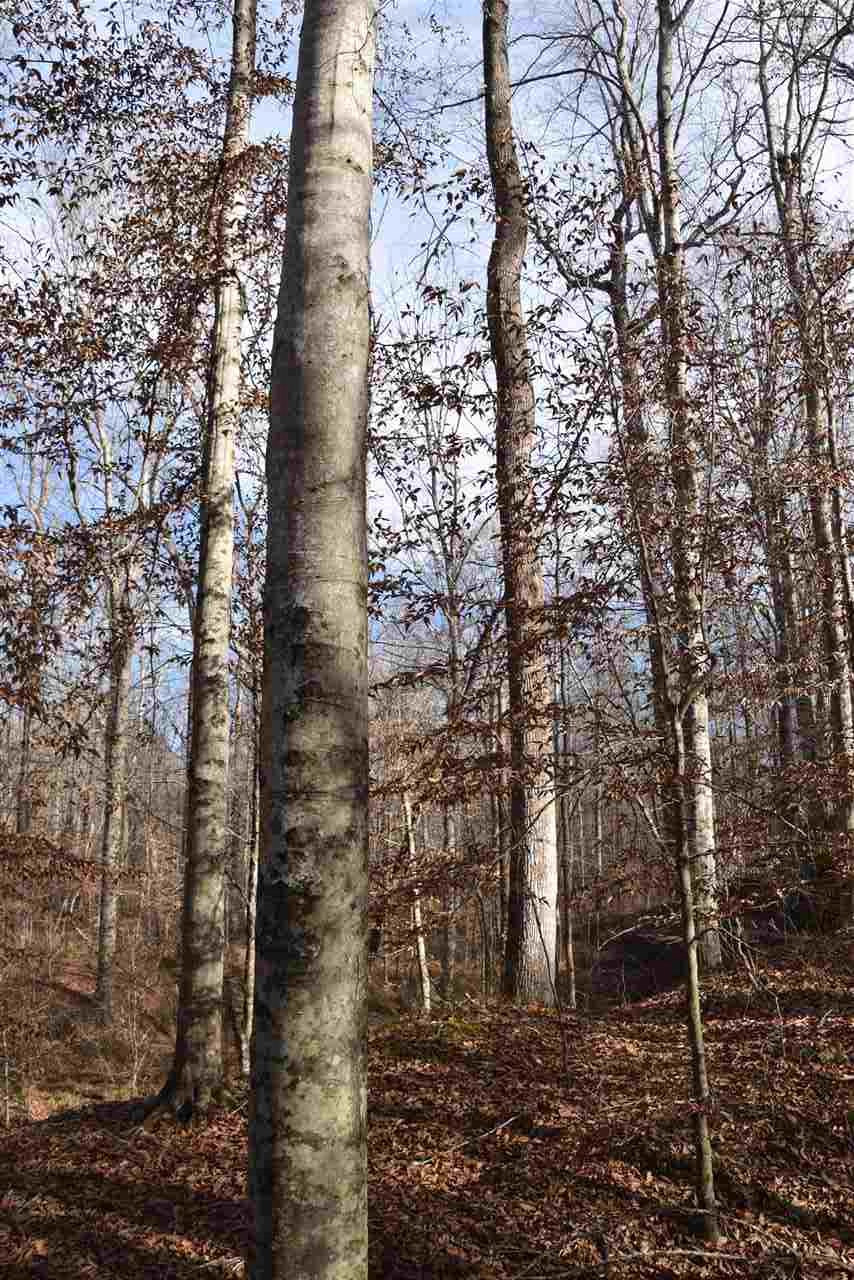 0 Cook Road Cedar Grove, TN 38321 - Photo 3 of 24 Photo 3