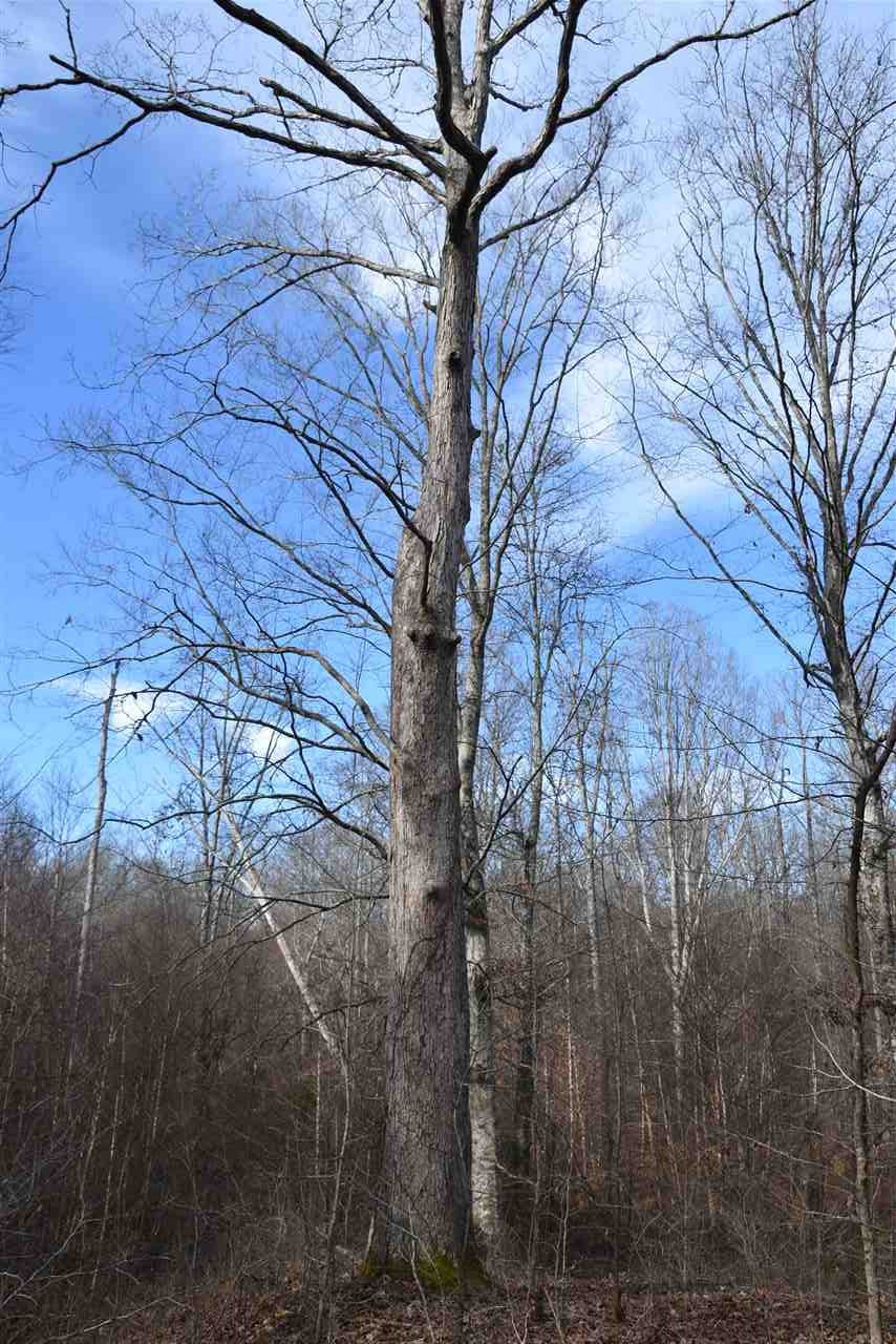 0 Cook Road Cedar Grove, TN 38321 - Photo 8 of 24 Photo 8