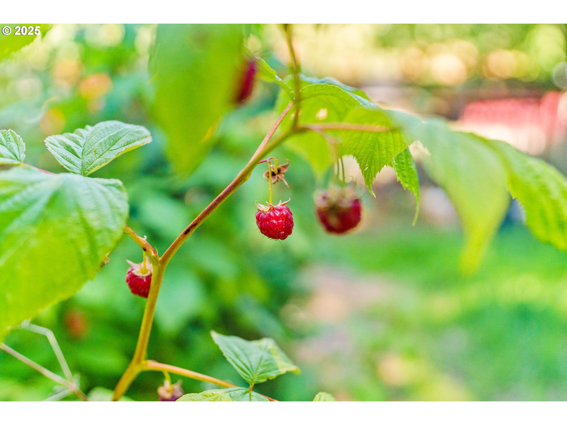 34755 Row River Road Cottage Grove, OR 97424 - Photo 26 of 43