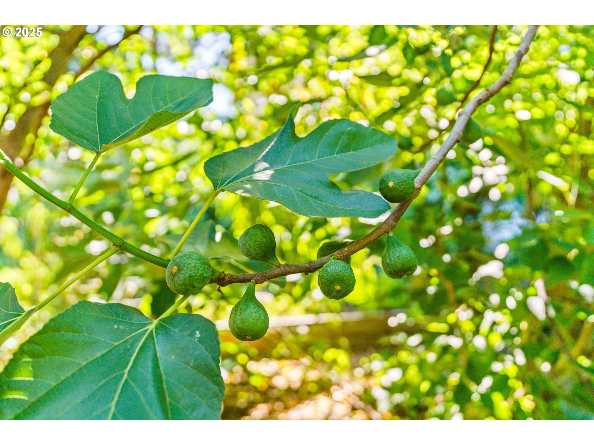 34755 Row River Road Cottage Grove, OR 97424 - Photo 27 of 43