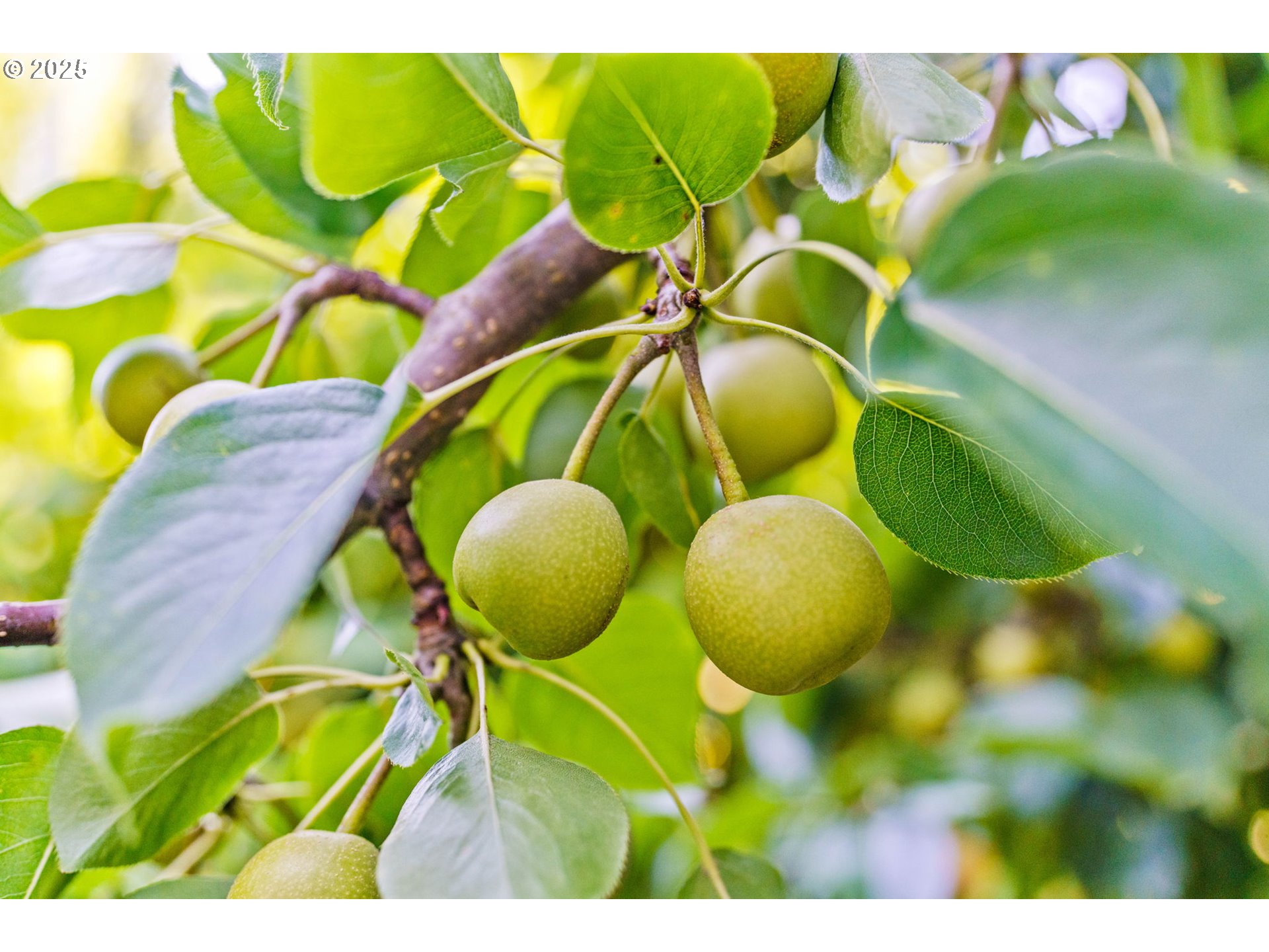 34755 Row River Road Cottage Grove, OR 97424 - Photo 35 of 43