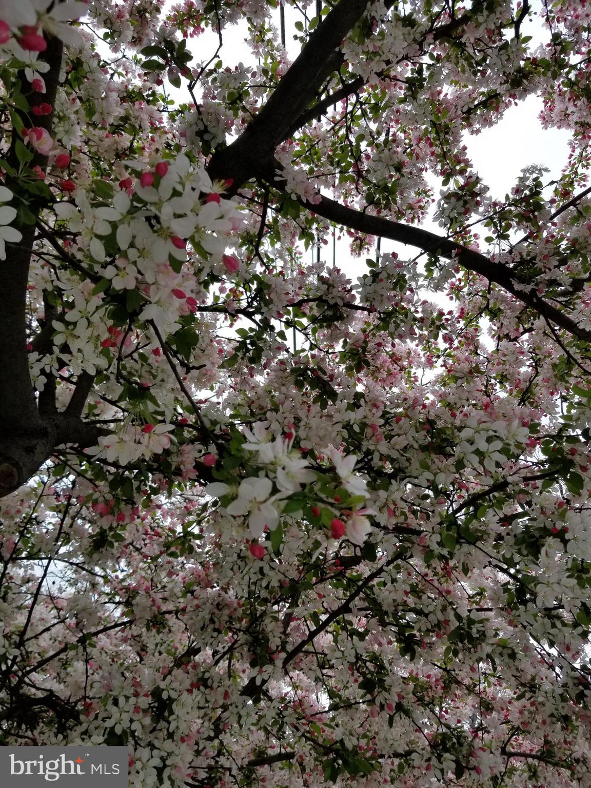 801 Violet Place Silver Spring, MD 20910 - Photo 33 of 35 Crabapple tree in bloom