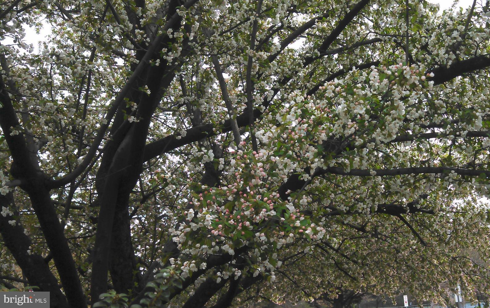 801 Violet Place Silver Spring, MD 20910 - Photo 34 of 35 Blooming crabapple -one of two