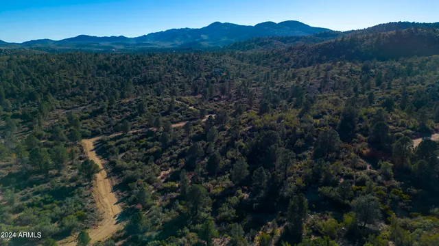 a view of a forest with a mountain
