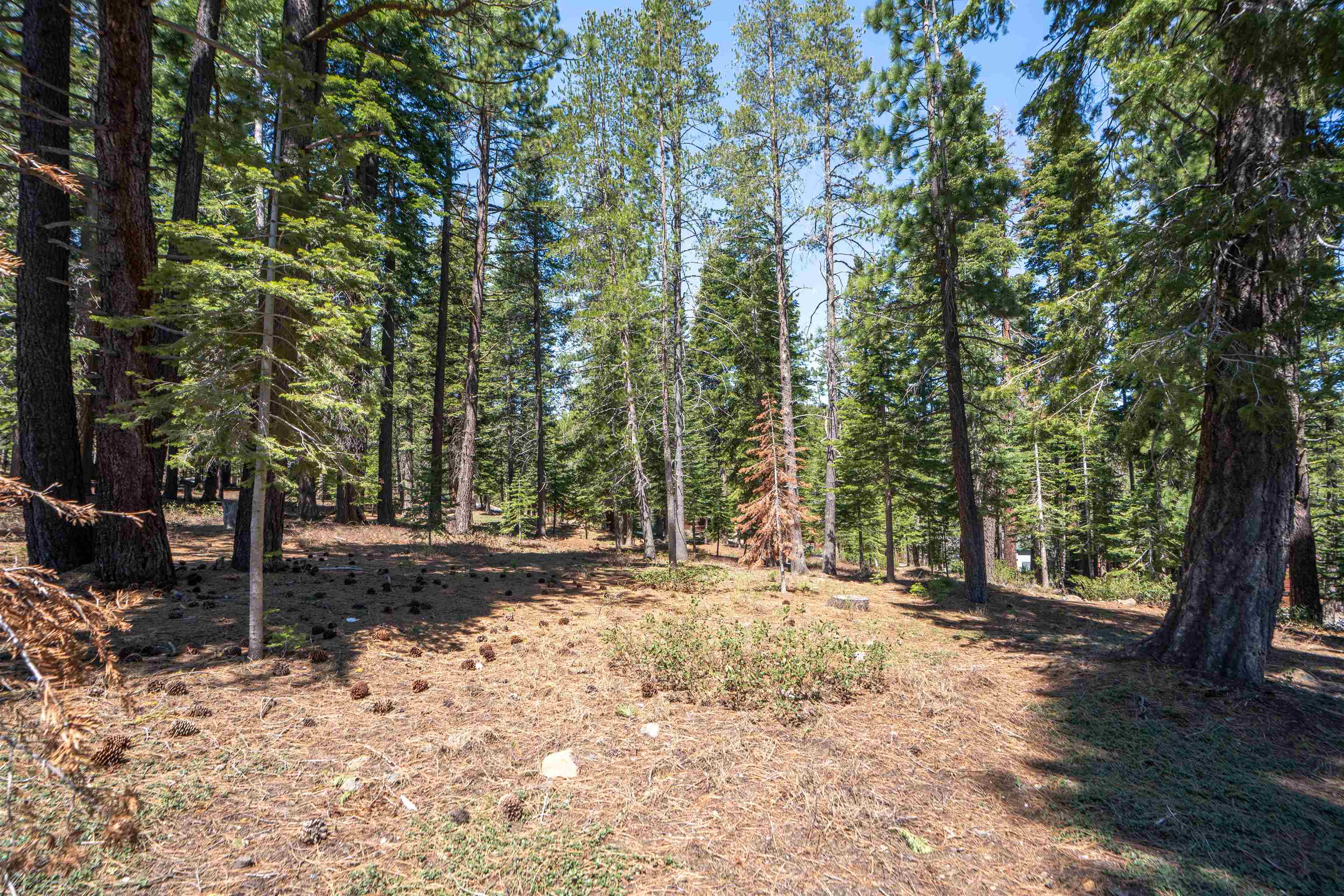 12685 Zurich Place Truckee, CA 96161 - Photo 6 of 11 a view of a tree in the middle of a yard