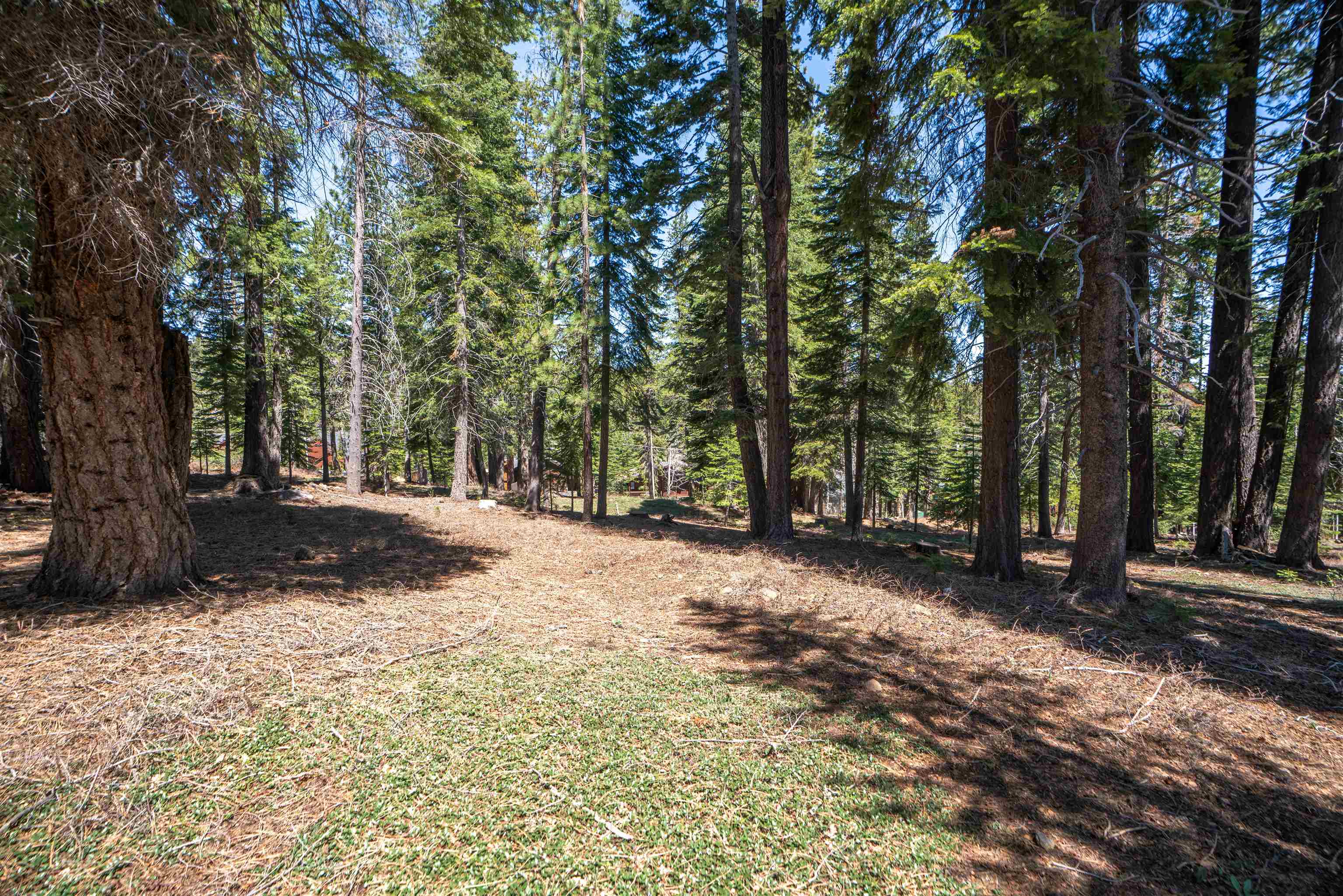 12685 Zurich Place Truckee, CA 96161 - Photo 9 of 11 a view of a tree in the middle of a yard