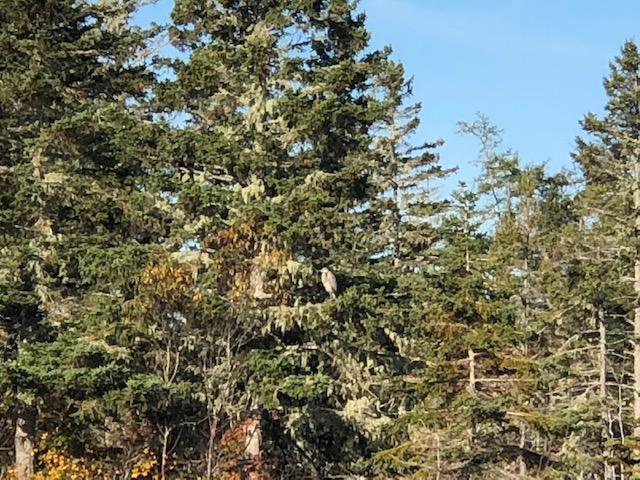 Lot 20-2 Smokehouse Road Lubec, ME 04652 - Photo 2 of 5 Blue Herron in tree on the shore overloo