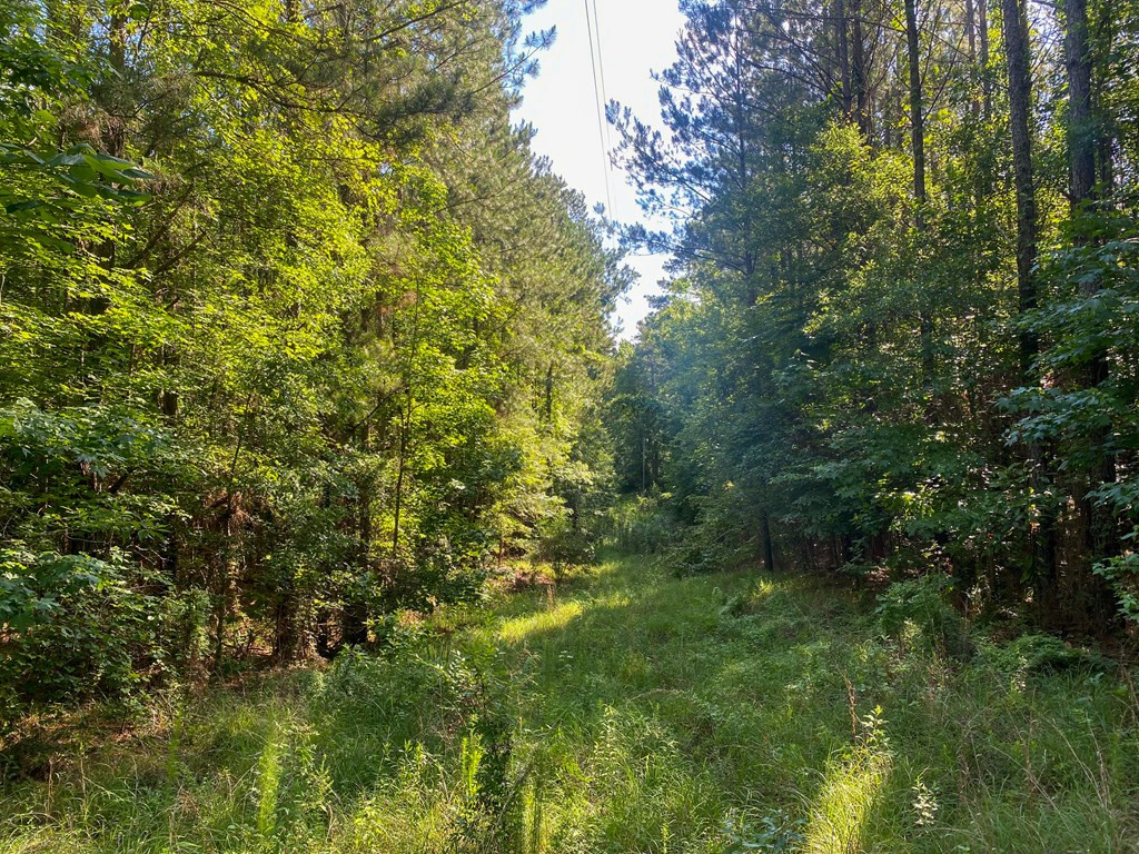 Tbd Cole Road Crosby, MS 39633 - Photo 29 of 45 Photo 29