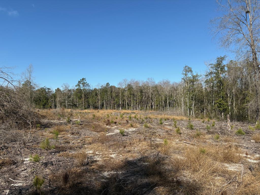 87 Highway 87 Samson, AL 36477 - Photo 27 of 47