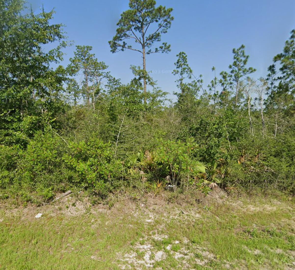 Tbd Sorrells Road Fountain, FL 32438 - Photo 6 of 7 a view of a garden with a tree