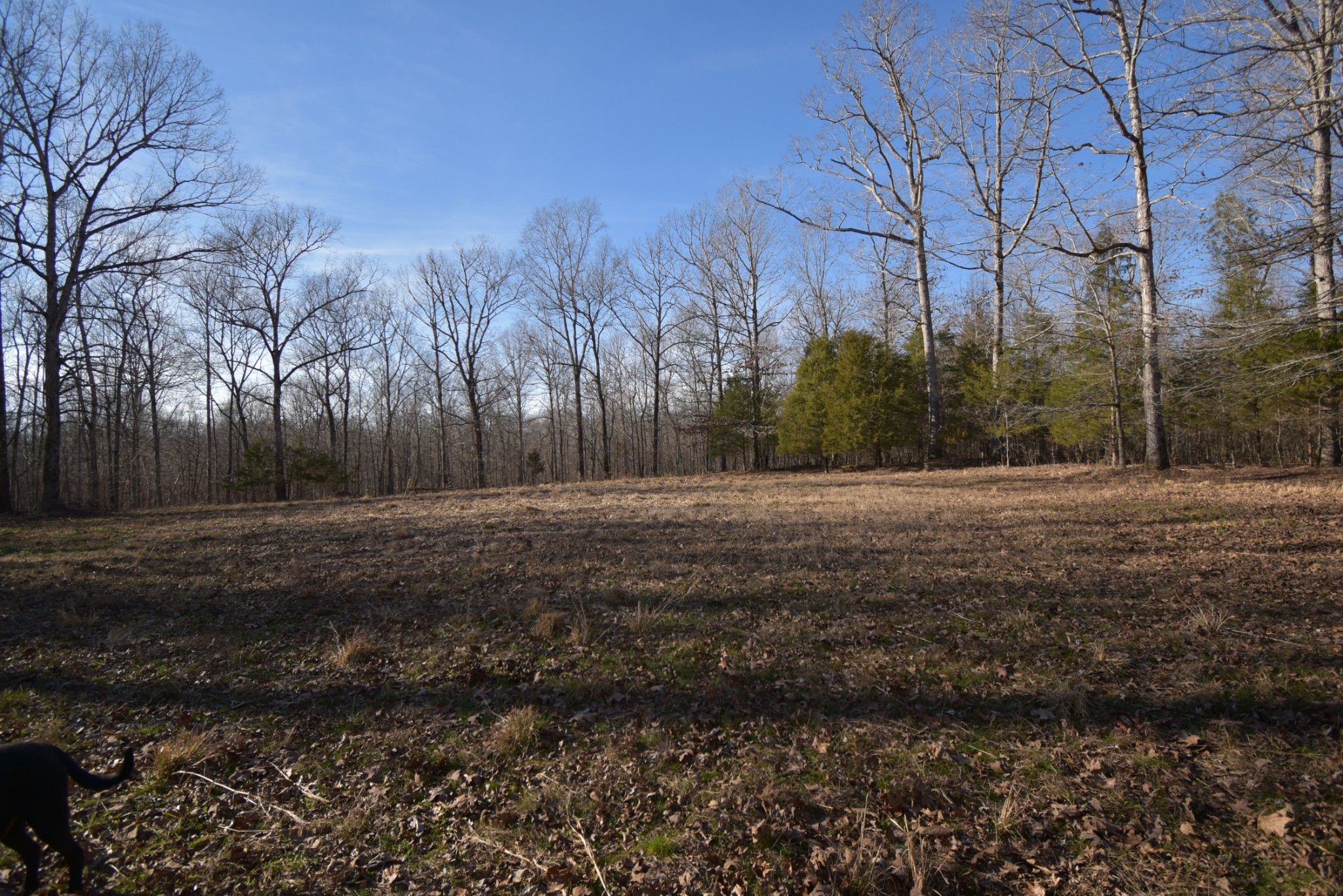 0 Gus Mathis Road Parsons, TN 38363 - Photo 23 of 26 Gallery Image 23