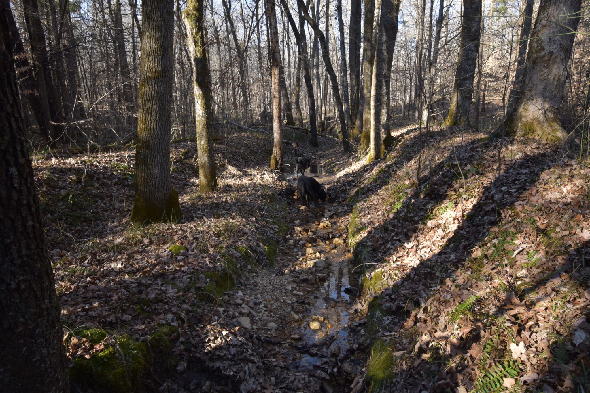 0 Gus Mathis Road Parsons, TN 38363 - Photo 25 of 26 Gallery Image 25