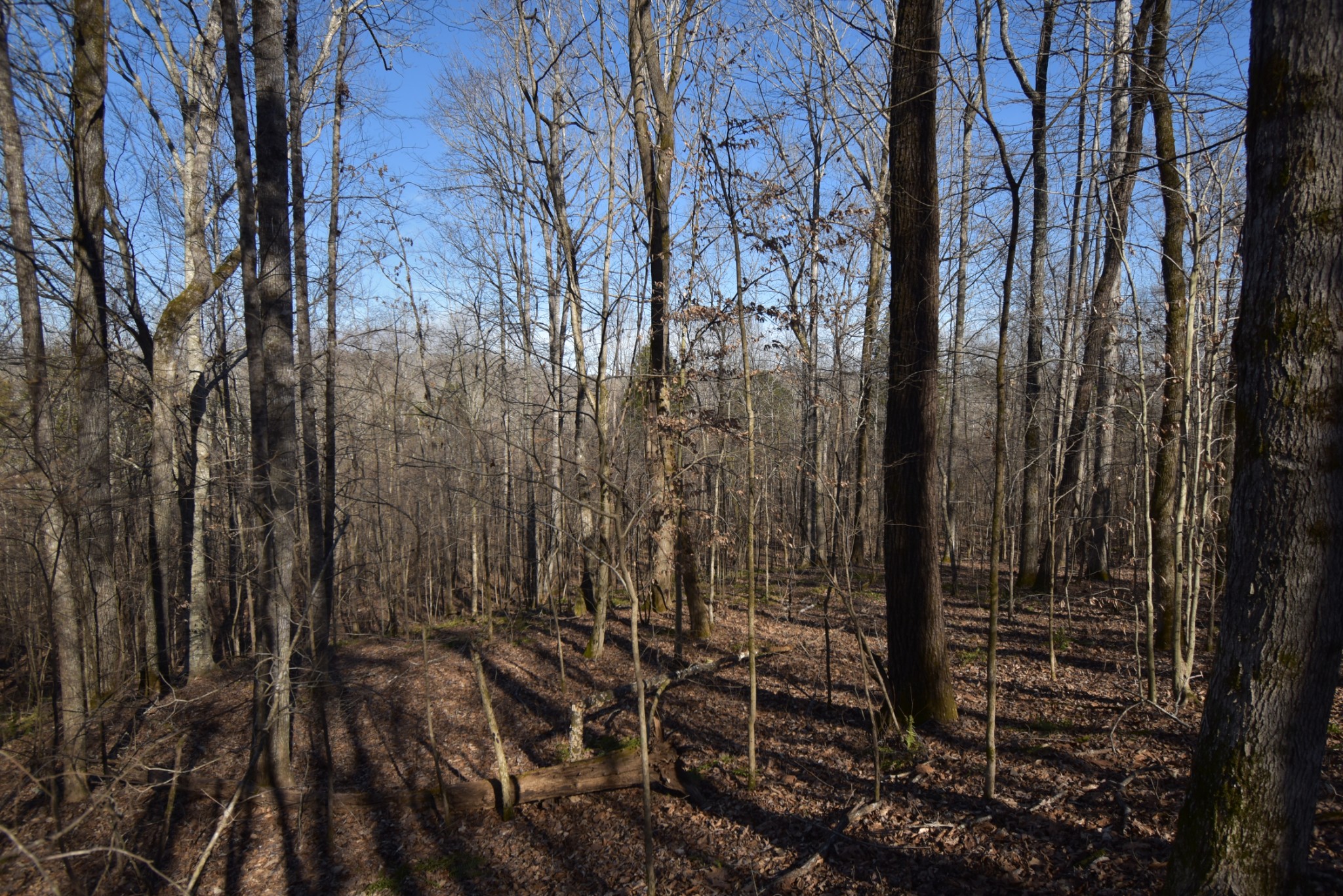 0 Gus Mathis Road Parsons, TN 38363 - Photo 5 of 26 Gallery Image 5