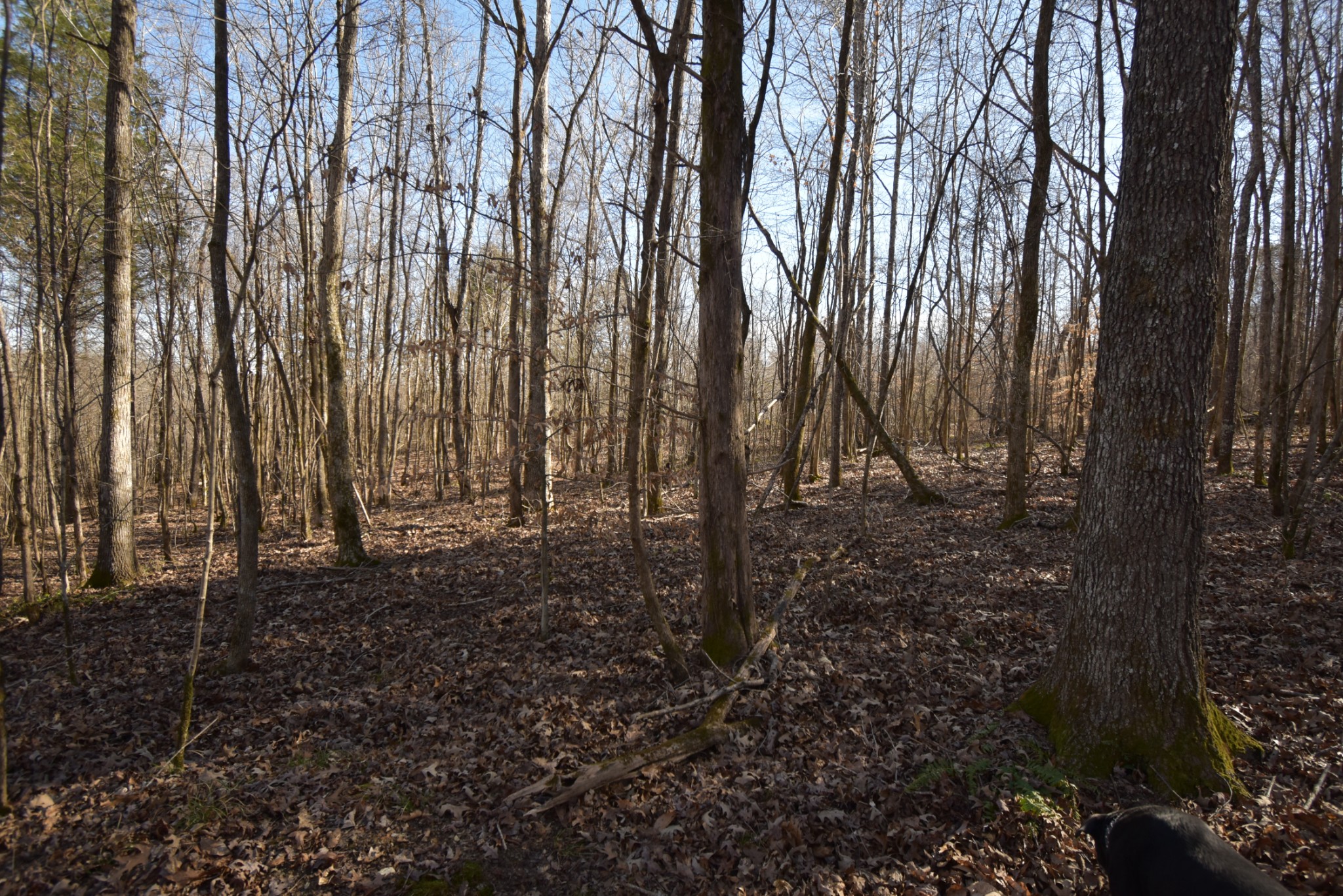 0 Gus Mathis Road Parsons, TN 38363 - Photo 6 of 26 Gallery Image 6