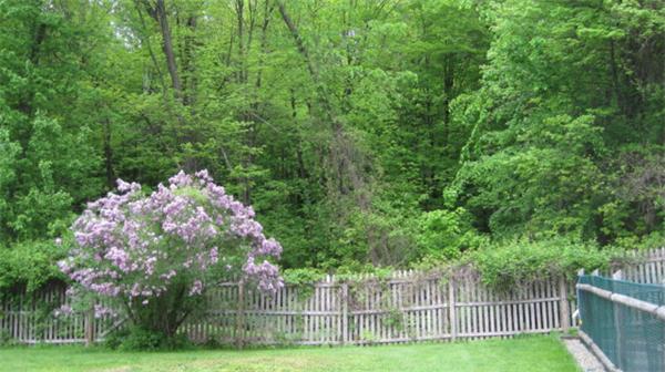 75 Amherst Road Leverett, MA 01054 - Photo 17 of 22 a garden view with a seating space