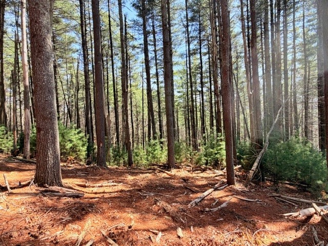 Lot 24 New Riv Overlook West Jefferson, NC 28694 - Photo 3 of 12 a backyard of a house with lawn chairs plants and large tree