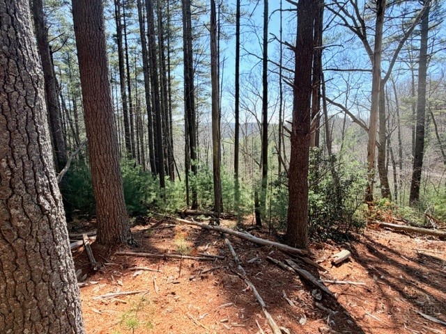 Lot 24 New Riv Overlook West Jefferson, NC 28694 - Photo 6 of 12 a view of backyard with tree