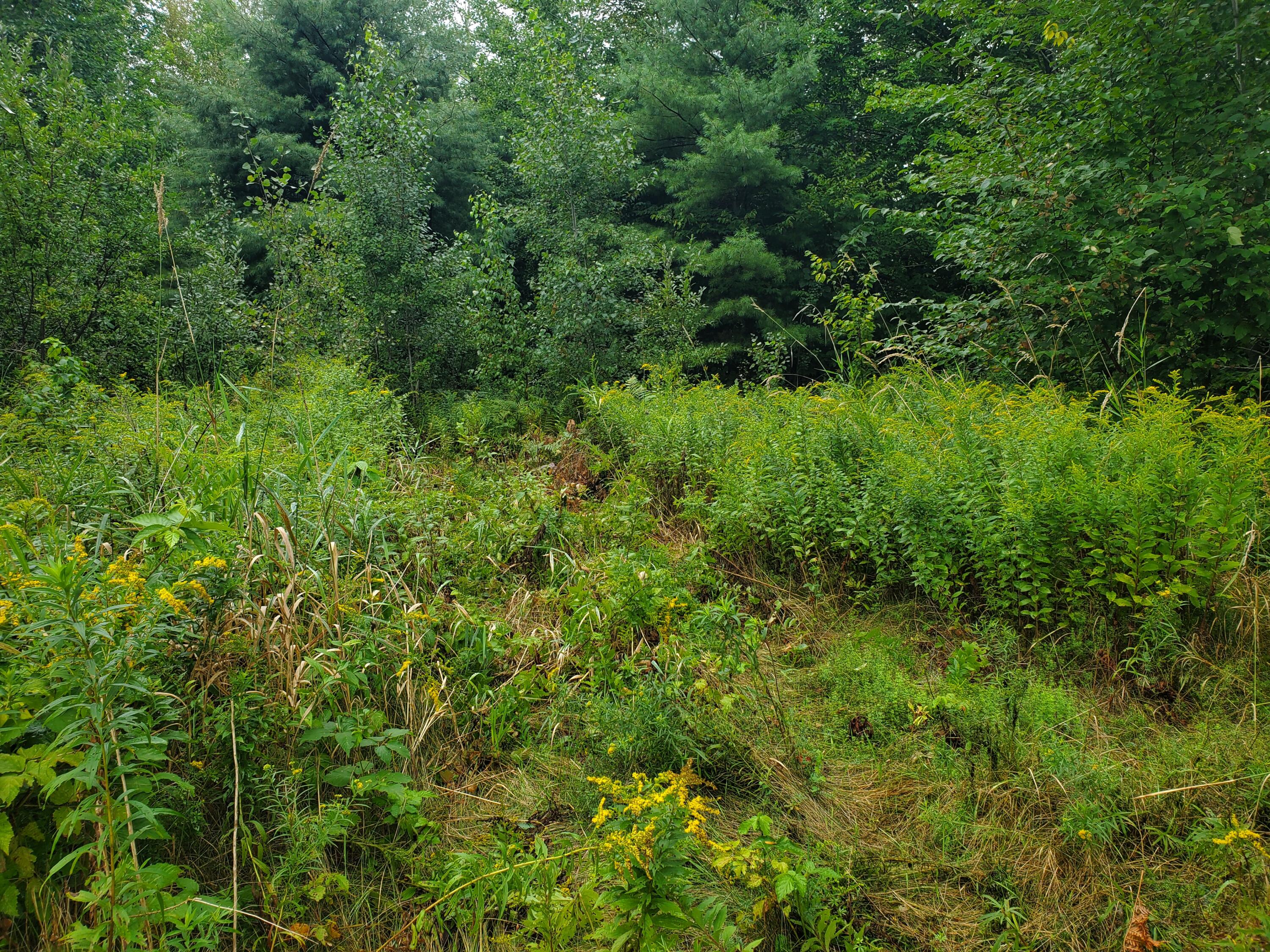 286 Ballard Road St. Albans, ME 04971 - Photo 7 of 23 20220826_115846