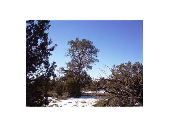 698 Walnut Road Williams, AZ 86046 - Photo 1 of 5 Primary Photo