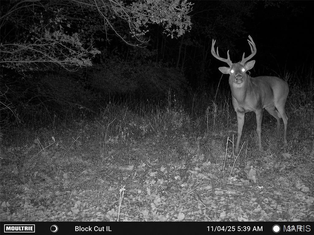575 Schleeper Hollow Road Hardin, IL 62047 - Photo 48 of 61