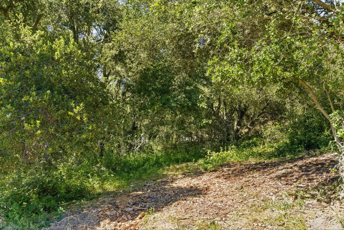0 Miller Hill Road Los Gatos, CA 95033 - Photo 6 of 32 a view of a yard with plants and large trees