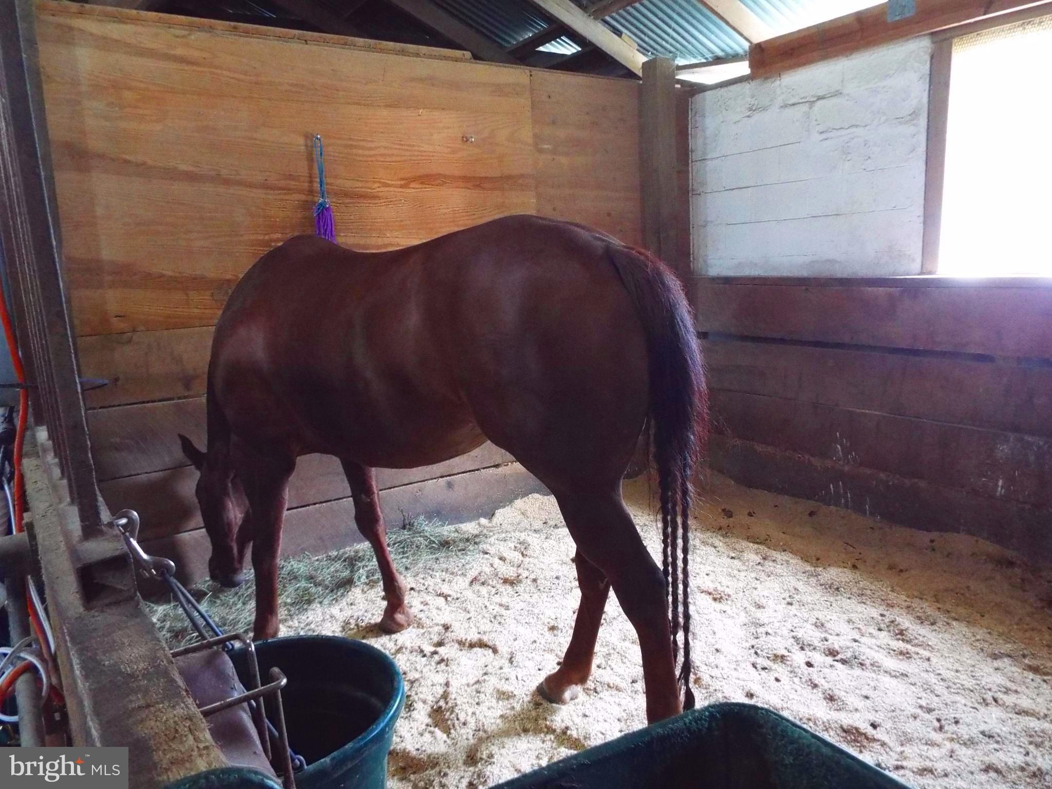 Oak Hill Road Spencerville, MD 20868 - Photo 12 of 25 12 x 12 stalls