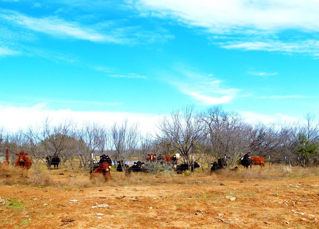 6500 Farm To Market 586 Bangs, TX 76823 - Photo 30 of 40 a view of a yard with large trees