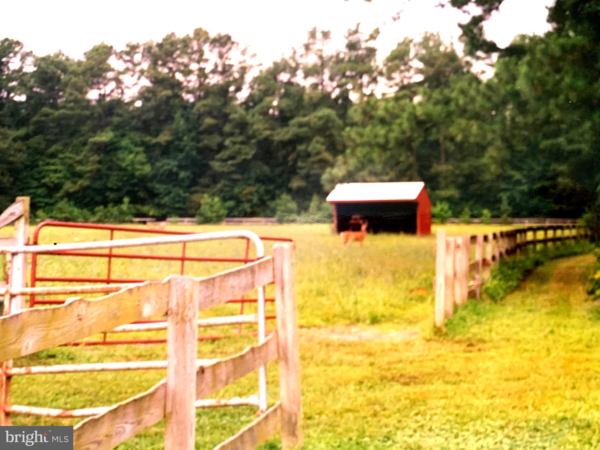 27528 Substation Road Denton, MD 21629 - Photo 13 of 21 ONE OF THE FENCED IN PASTURES WITH RUN-IN
