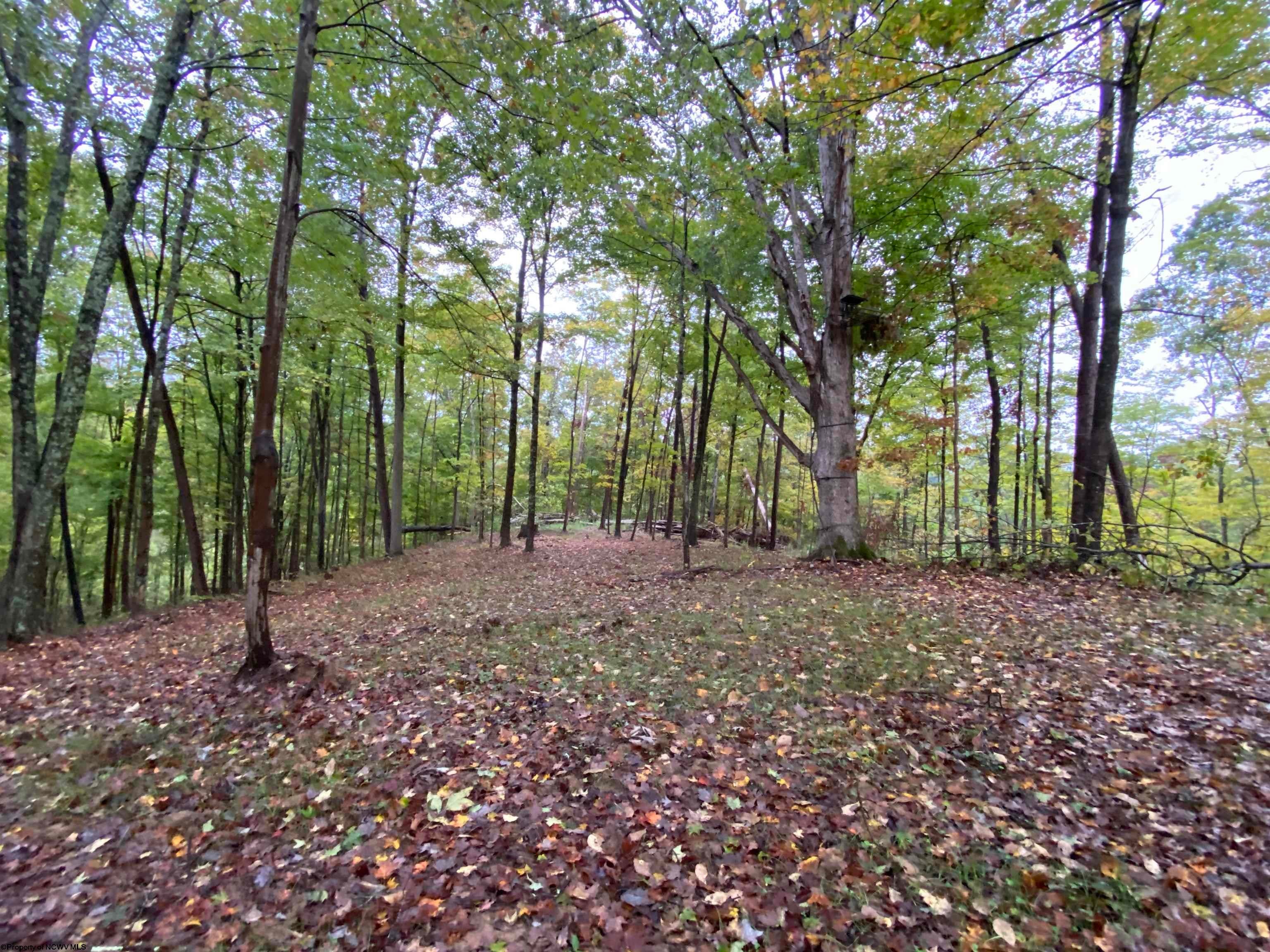 Tbd Dallison Road Walker, WV 26180 - Photo 9 of 20 Gallery Image 9