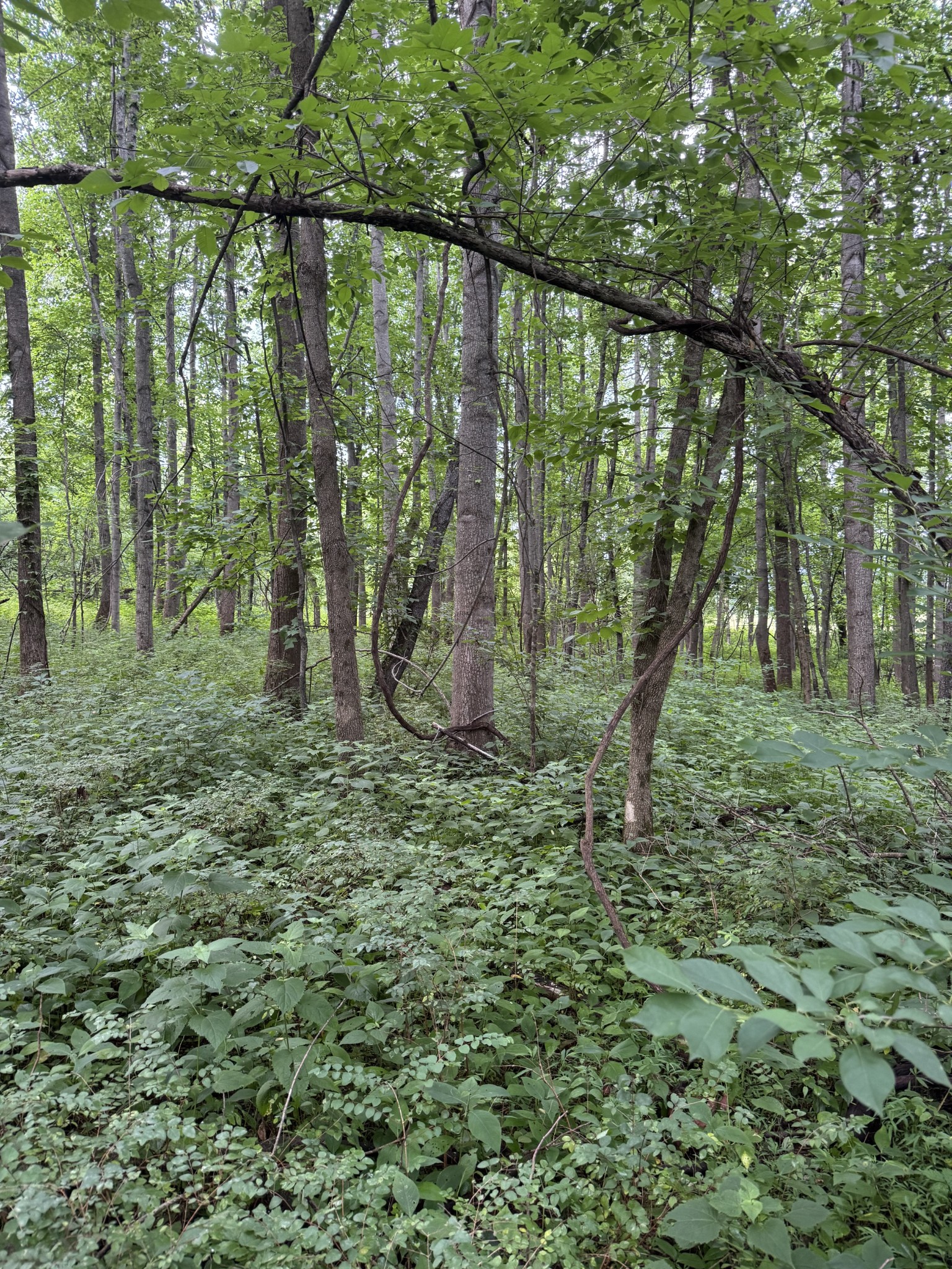 0 Horseshoe Road Cross Plains, TN 37049 - Photo 6 of 11