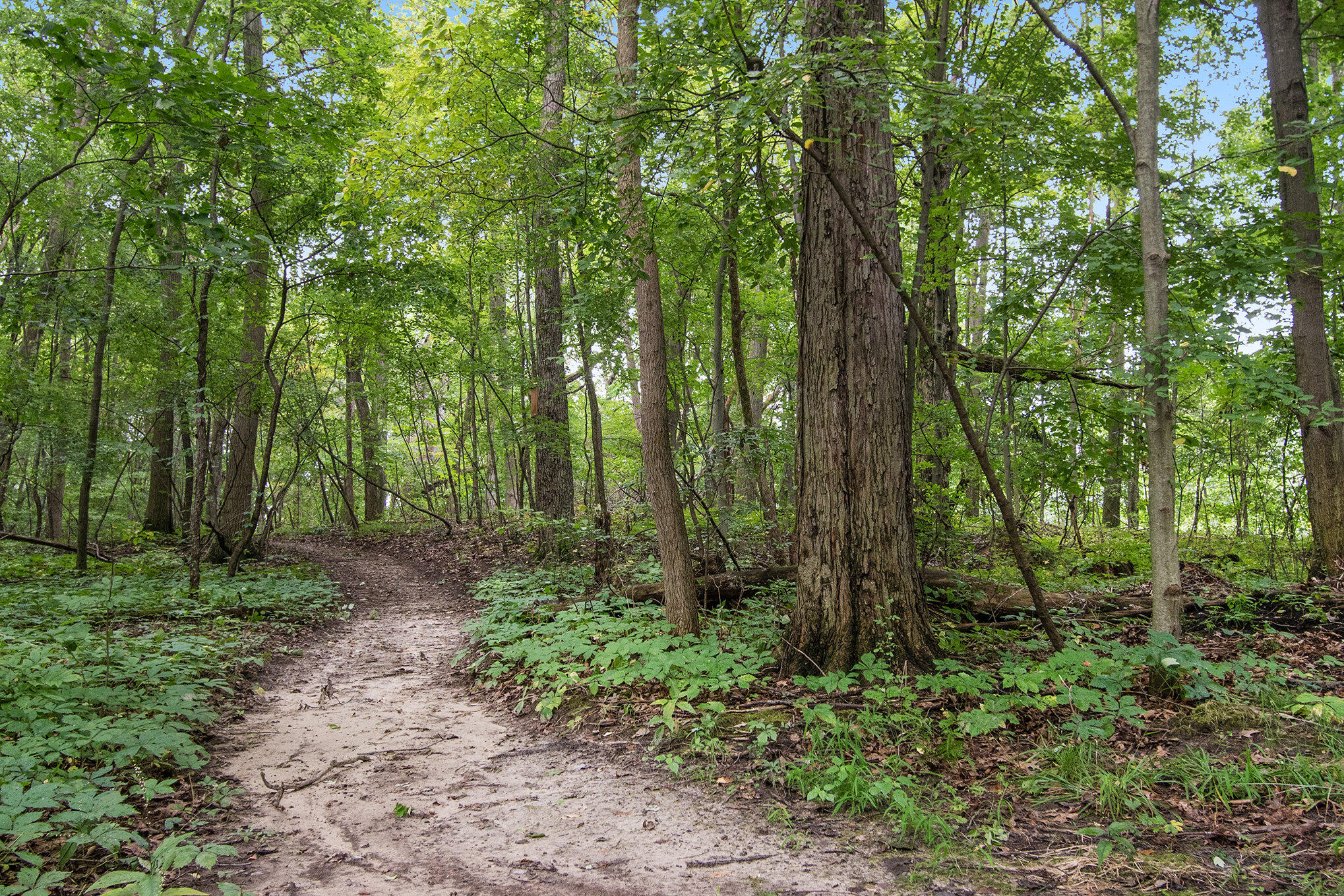 3675 Woods Road Leslie, MI 49251 - Photo 10 of 36 015_ndp8000