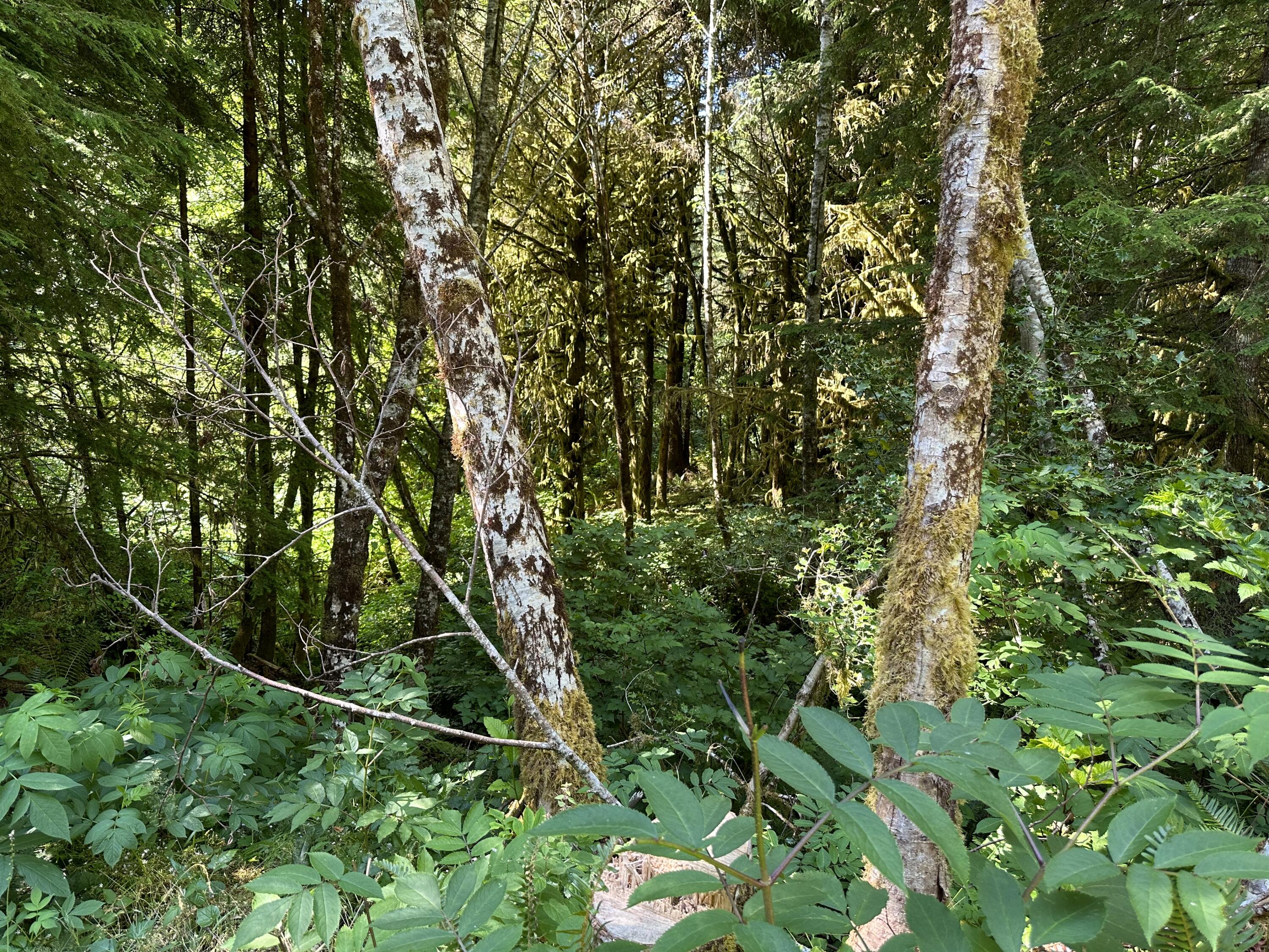 Lot#00300 Whiskey Creek Road Tillamook, OR 97141 - Photo 11 of 14 Surrounding Forest