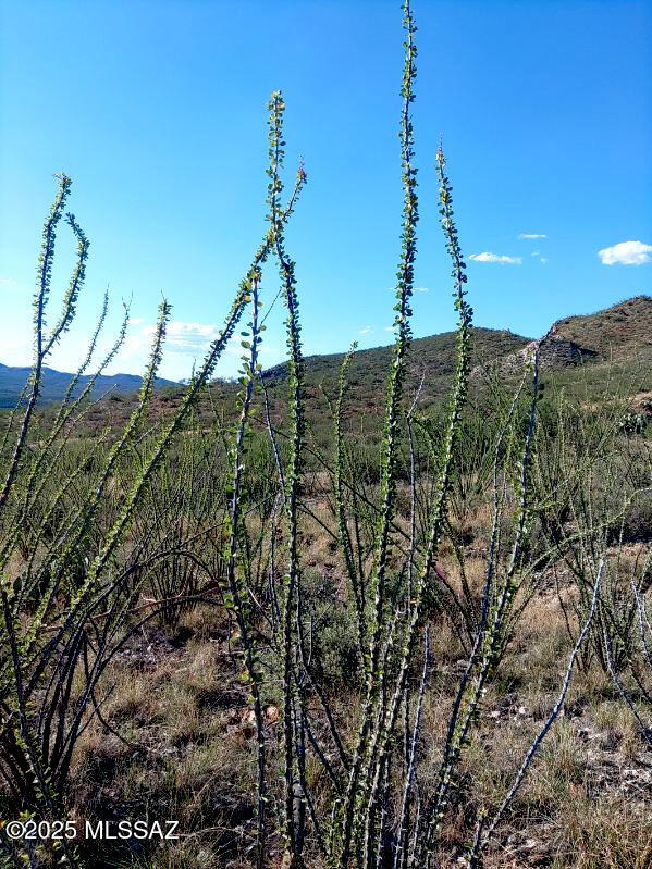 16231 East Hillton Ranch Road Vail, AZ 85641 - Photo 5 of 24