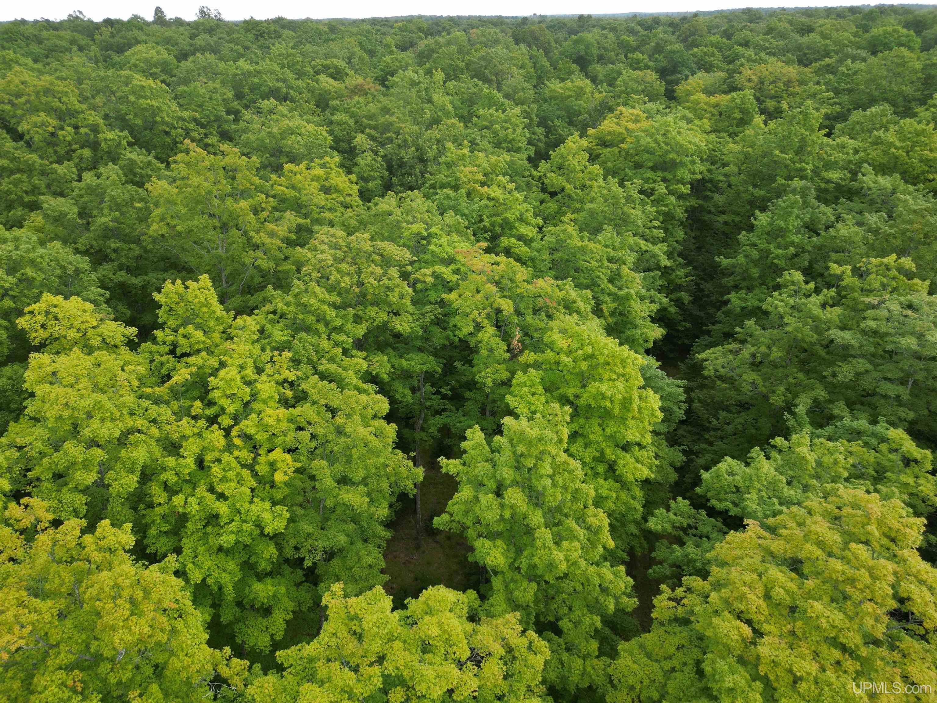 Tbd Tbd County Road, Unit 1 Cornell, MI 49818 - Photo 11 of 41