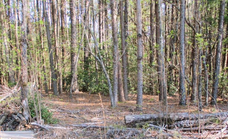 259 Jocassee Ridge Way Salem, SC 29676 - Photo 18 of 19 Gallery Image 18