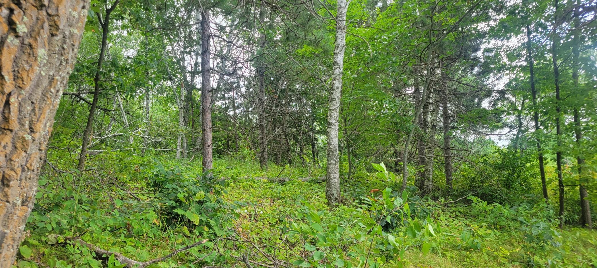 Tbd Cedar Road Cushing, MN 56443 - Photo 5 of 14 Gallery Image 5