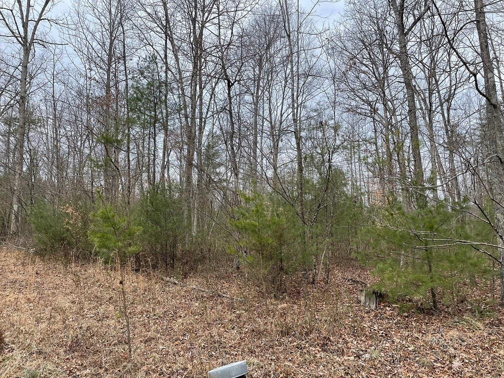 70-131 Estaline Valley Road Goshen, VA 24439 - Photo 7 of 8 a view of a forest filled with trees