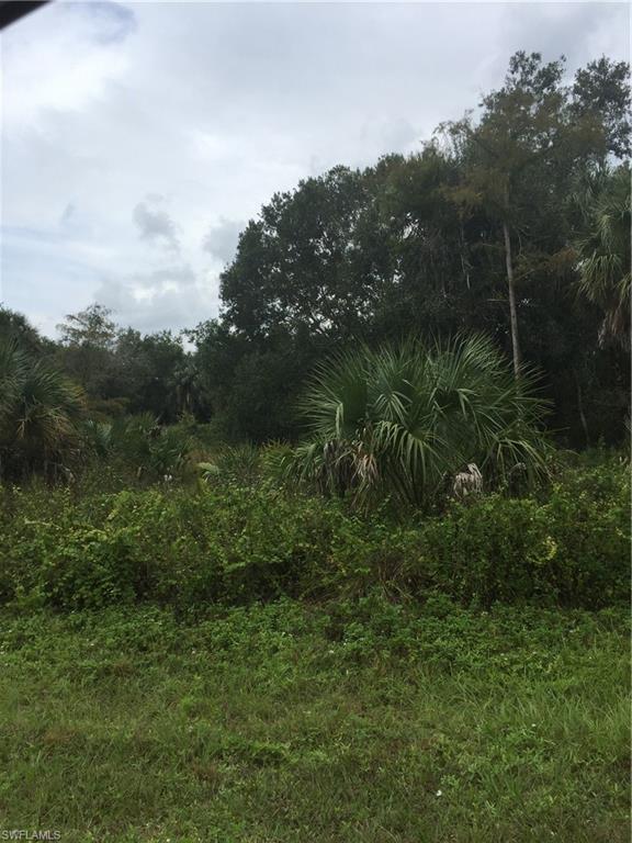 22nd Street Northeast Naples, FL 34120 - Photo 2 of 3 a view of a lush green forest with lots of trees