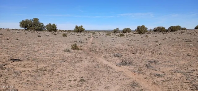 a view of a dry yard with lots of trees