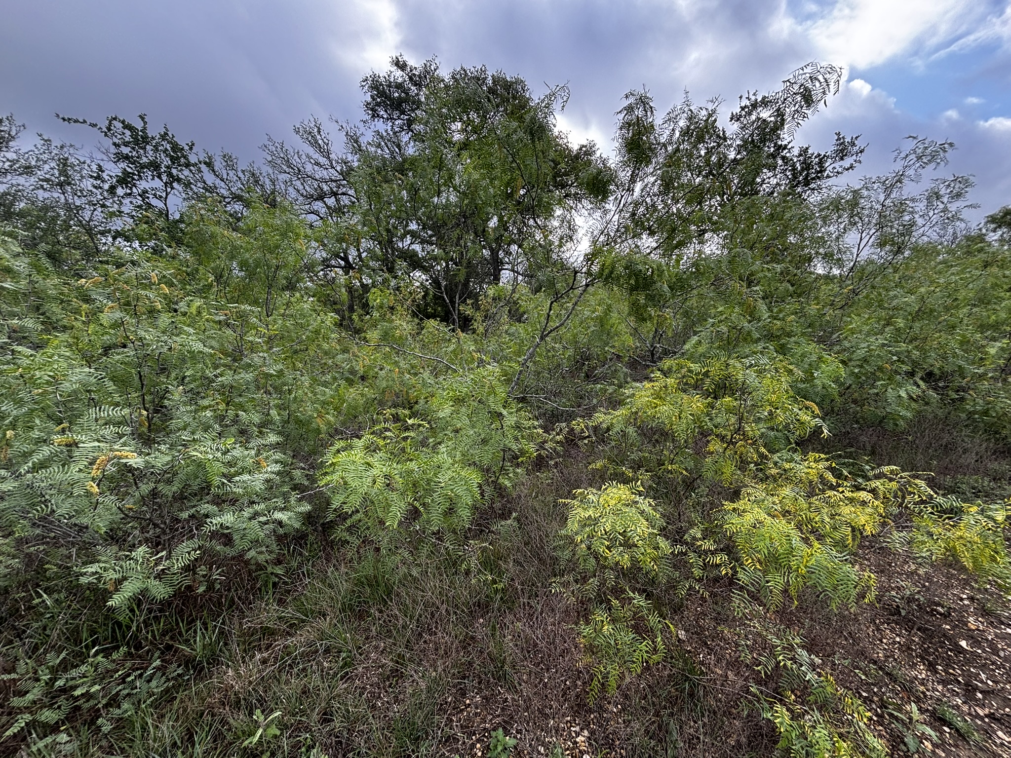 683 County Road 467 Elgin, TX 78621 - Photo 9 of 26 Natural land parcel featuring diverse green foliage and mature trees